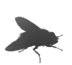 蠅類(lèi)
