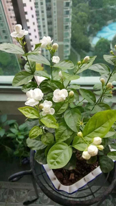 茉莉花.png
