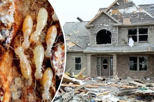 消杀公司带你了解白蚁破坏力是否远超火灾和台风